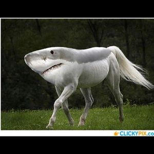 Meet your Posher, Steven